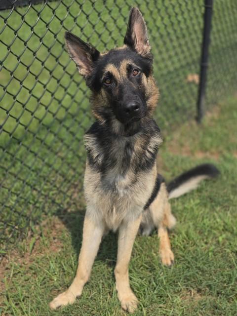 MAGNUS, Adoptable, Adult Male German Shepherd Dog.