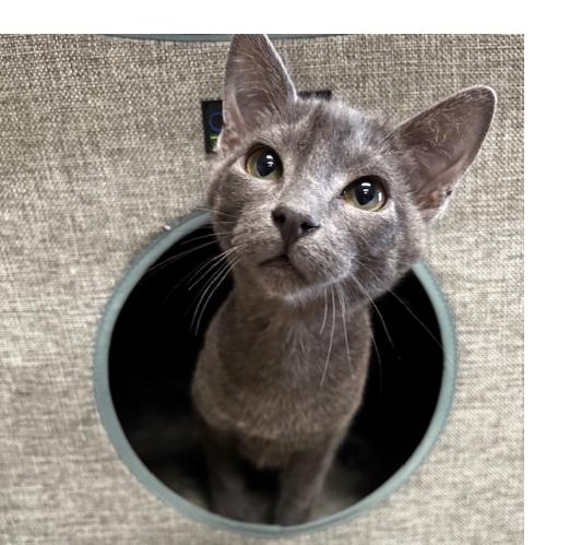 Perkins, Adoptable, Young Male Russian Blue.
