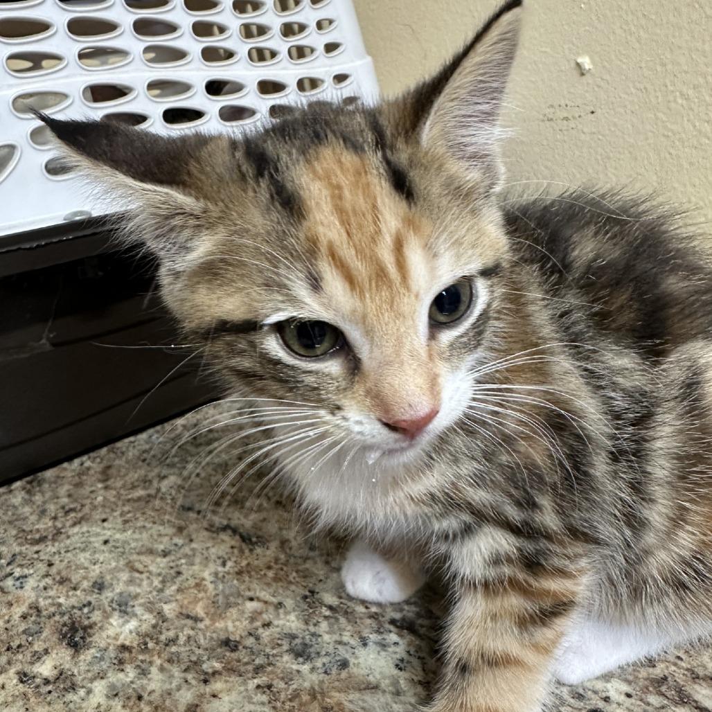 Neptune, Adoptable, Kitten Female Domestic Short Hair.