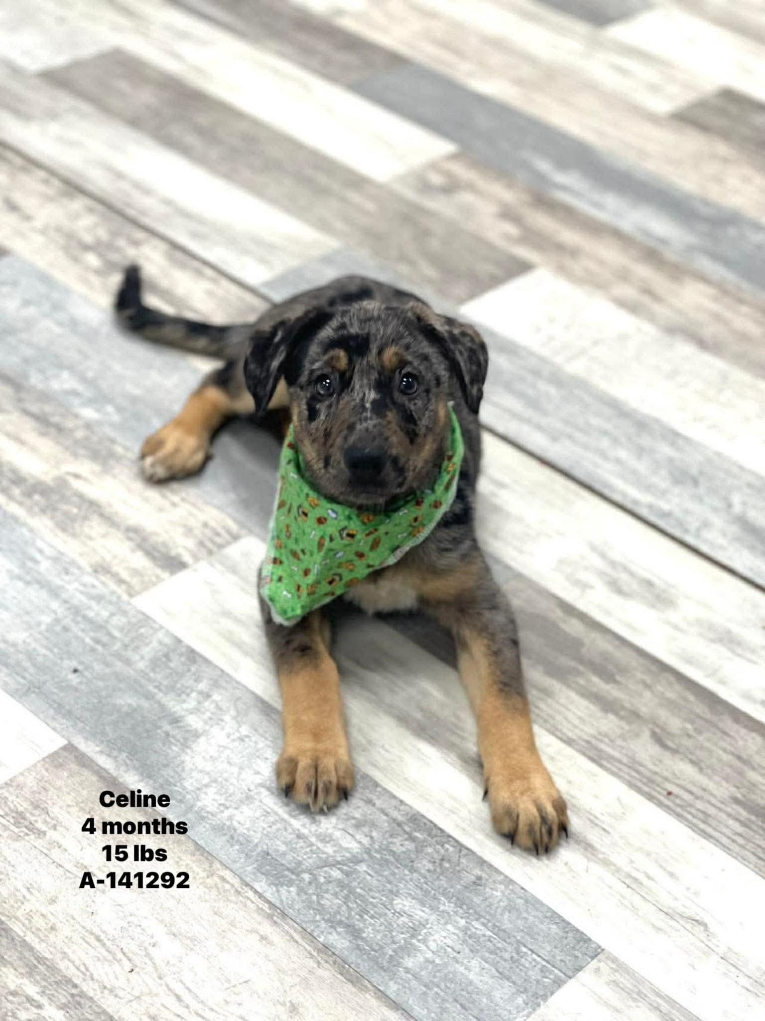 Celine - Local April 10-12, adopted, Puppy Female Australian Cattle Dog / Blue Heeler & Labrador Retriever.