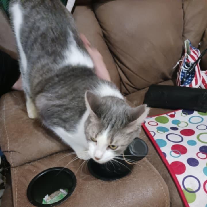 Peanut, Adoptable, Adult Male Domestic Short Hair.