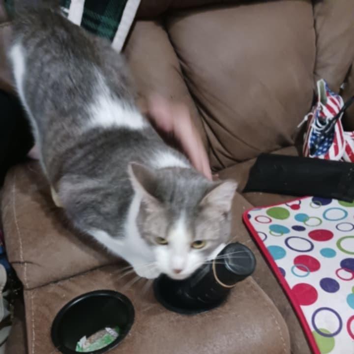 Enlarge Peanut, a Adoptable Domestic Short Hair in Tulsa, OK image 2/2