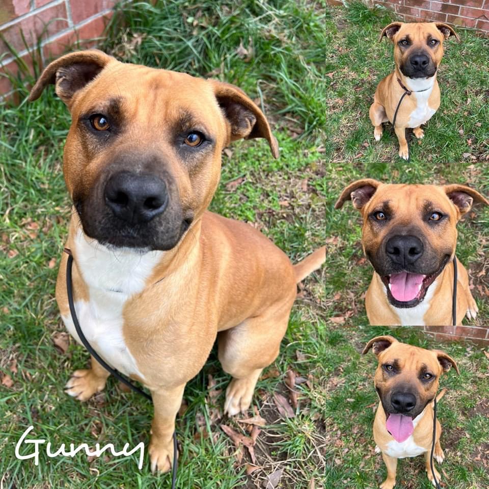 Enlarge Gunny, a Adoptable mixed breed in Copiague, NY image 1/1