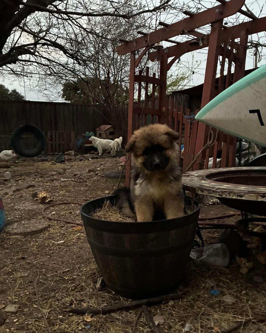 Enlarge Porter, an adopted mixed breed in Mesquite , TX image 2/3