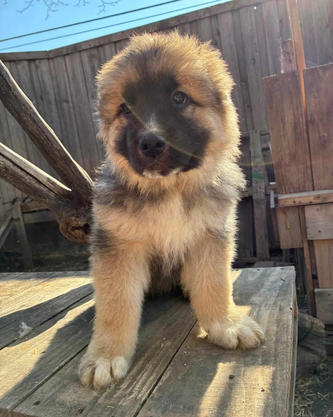 Porter, adopted, Puppy Male German Shepherd Dog & Great Pyrenees.