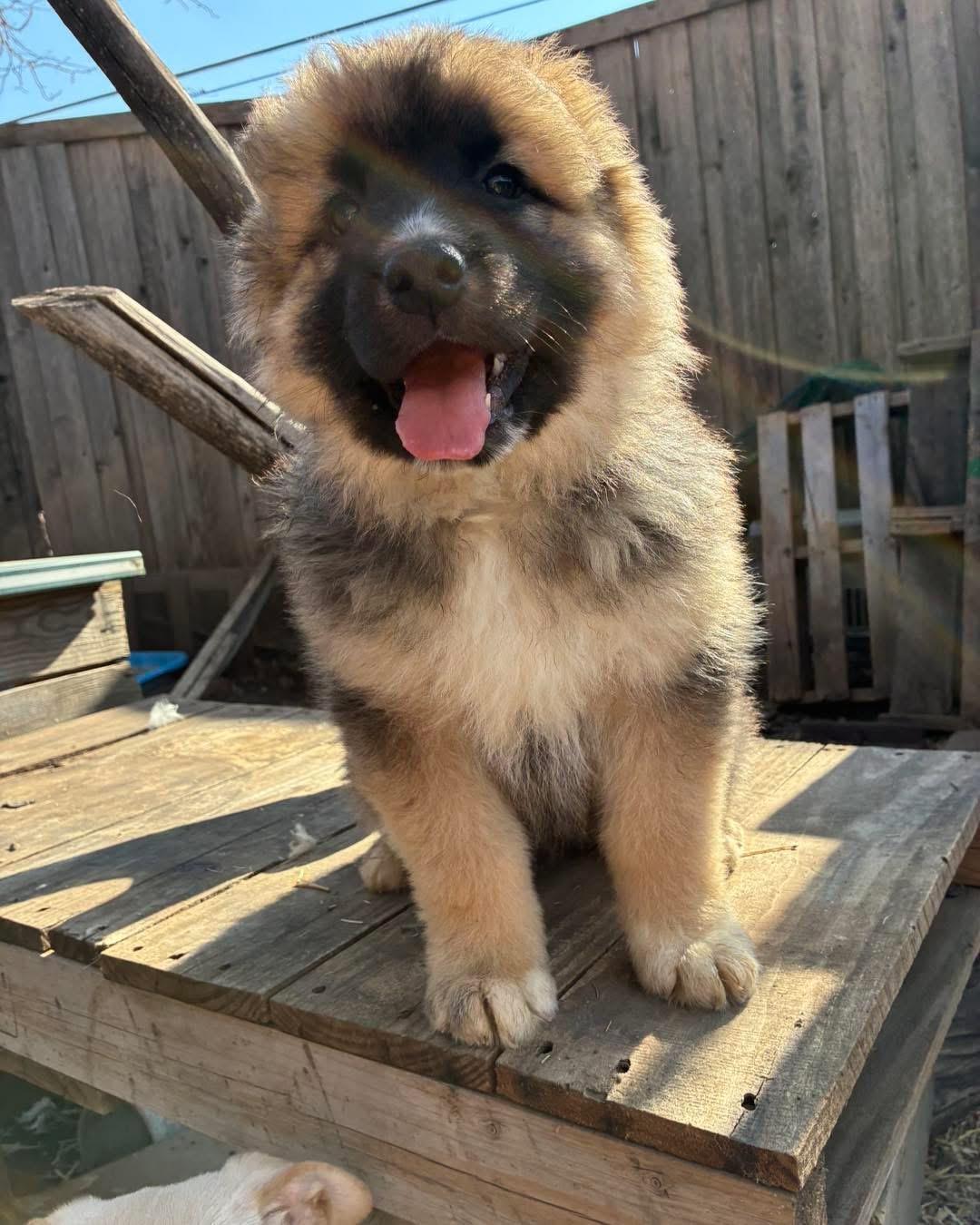 Enlarge Porter, an adopted mixed breed in Mesquite , TX image 3/3