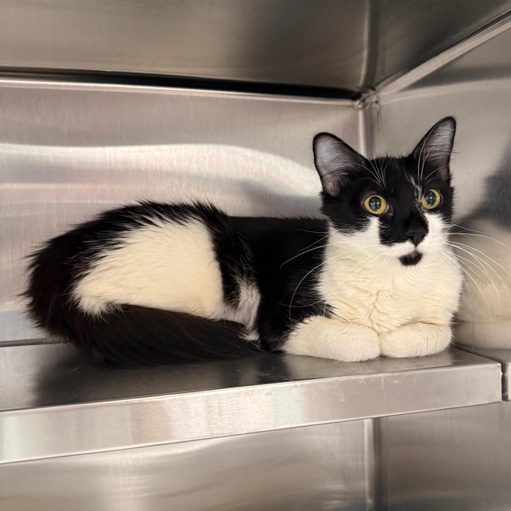 Raya, Adoptable, Adult Female Domestic Short Hair.