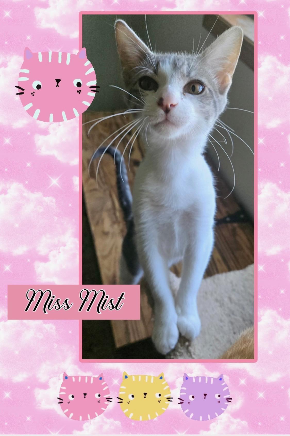 Mist, Adoptable, Kitten Female Domestic Short Hair.