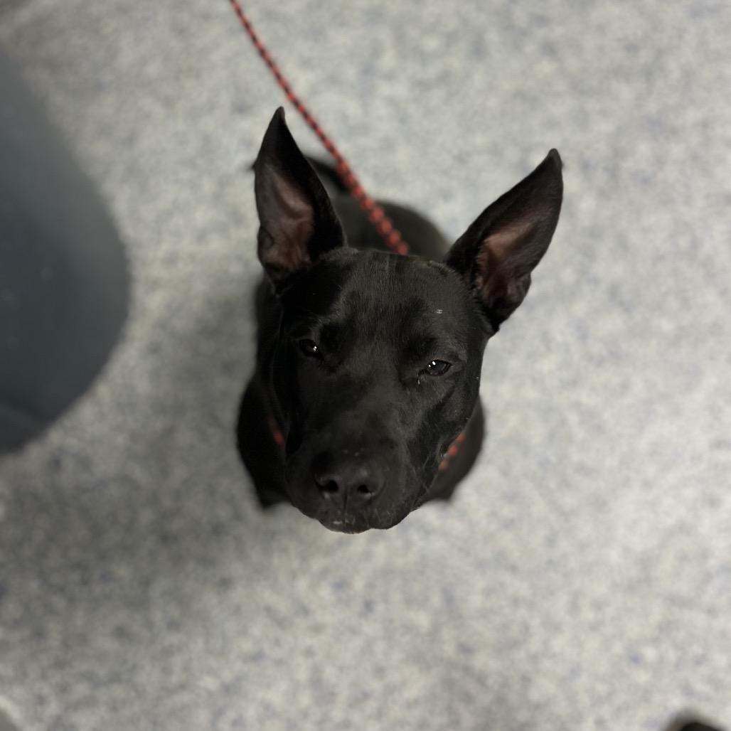 Uniqua, Adoptable, Adult Female American Staffordshire Terrier.