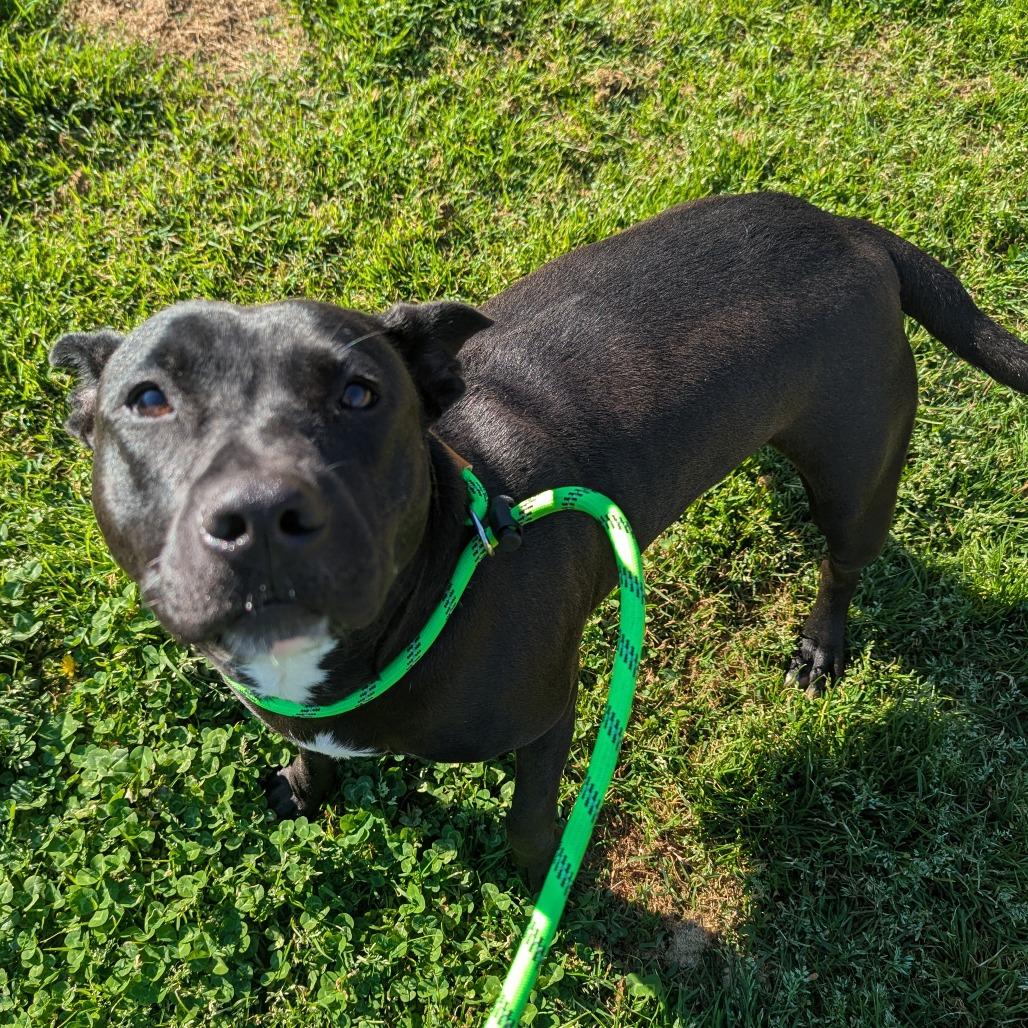 Enlarge Uniqua, a Adoptable American Staffordshire Terrier in Greenville, SC image 2/6