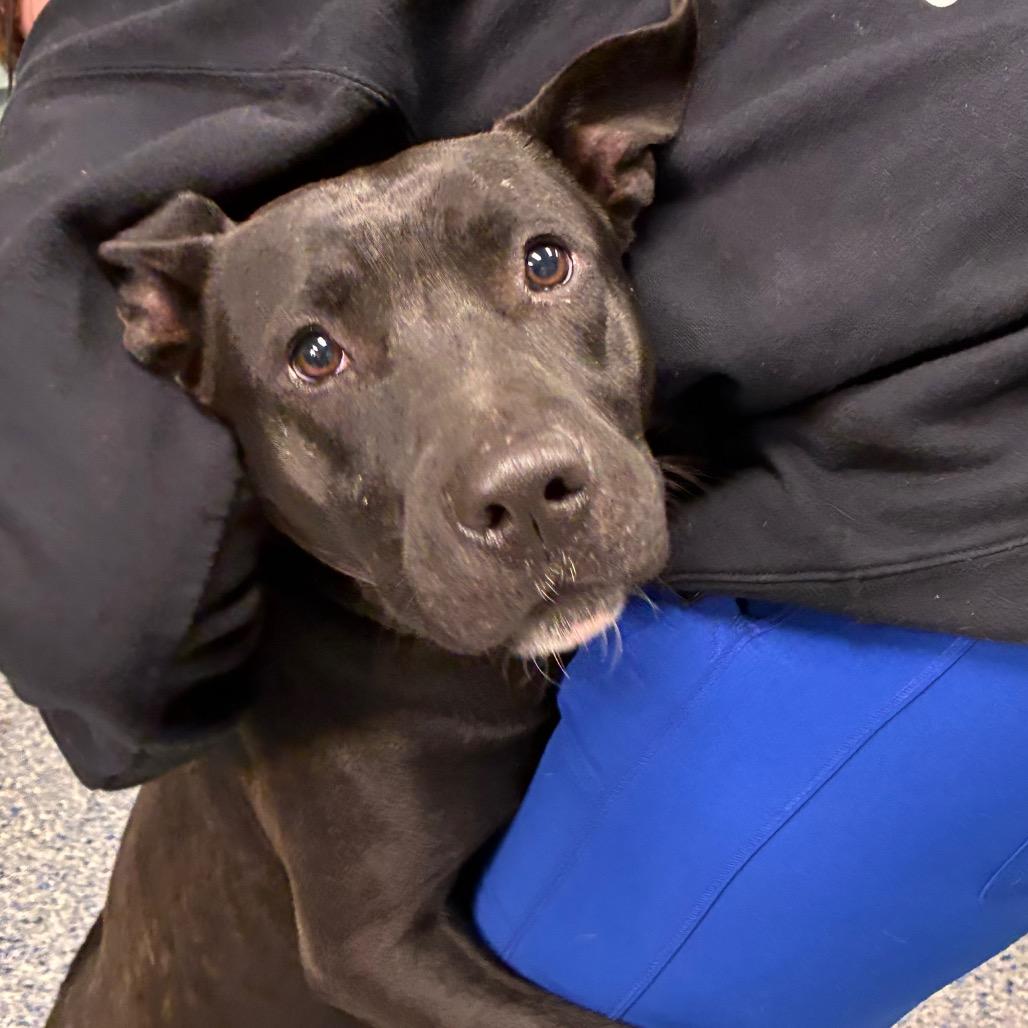 Enlarge Uniqua, a Adoptable American Staffordshire Terrier in Greenville, SC image 3/6