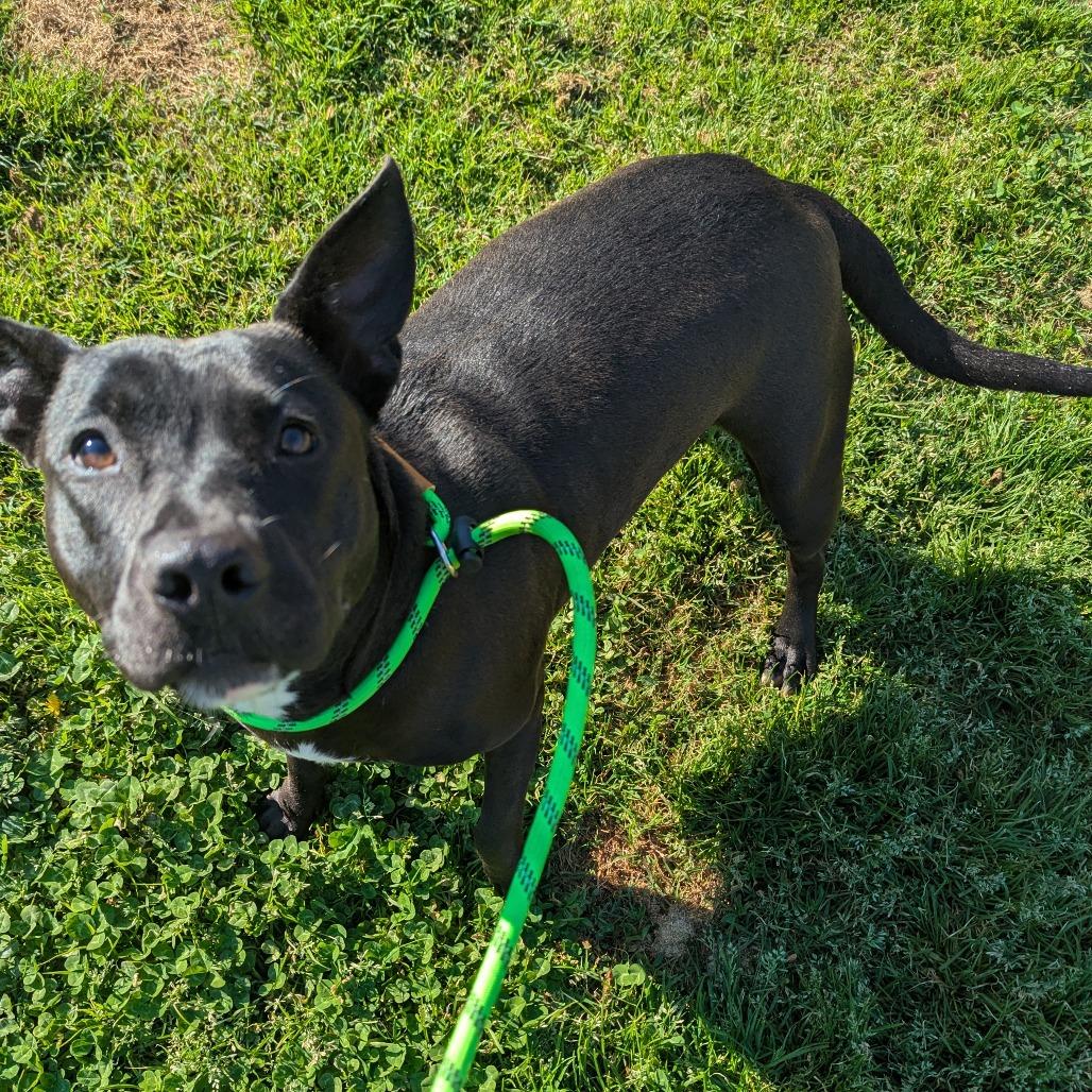 Enlarge Uniqua, a Adoptable American Staffordshire Terrier in Greenville, SC image 4/6
