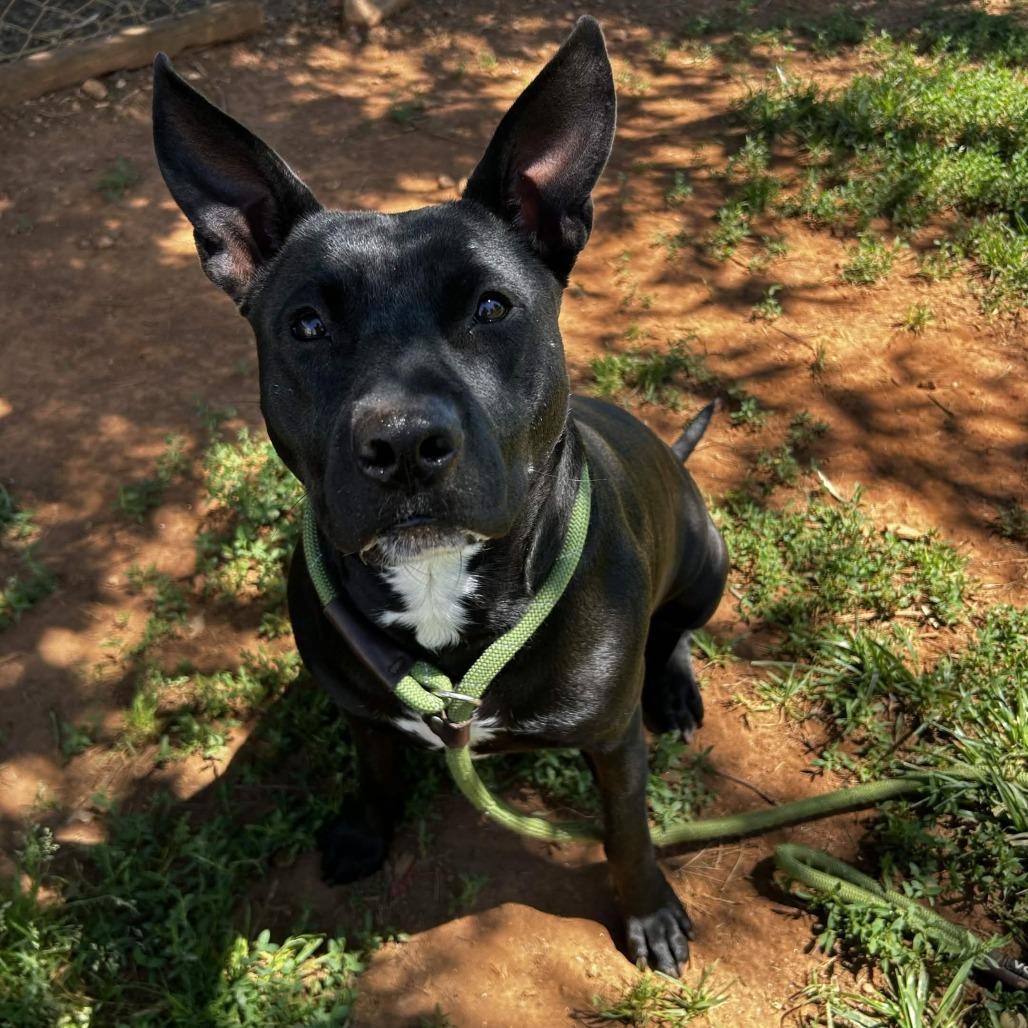Uniqua, a Adoptable American Staffordshire Terrier in Greenville, SC image 5/6