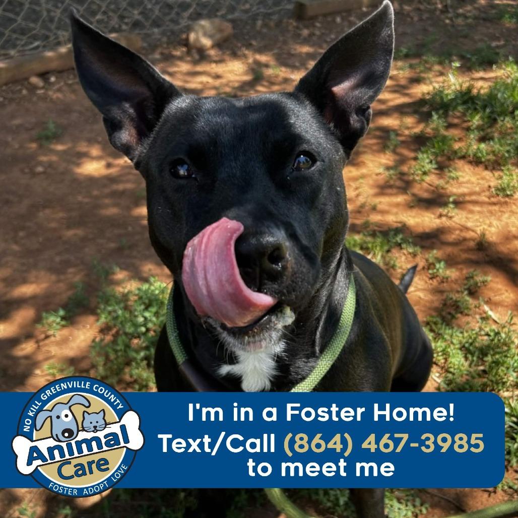 Uniqua, a Adoptable American Staffordshire Terrier in Greenville, SC image 5/6