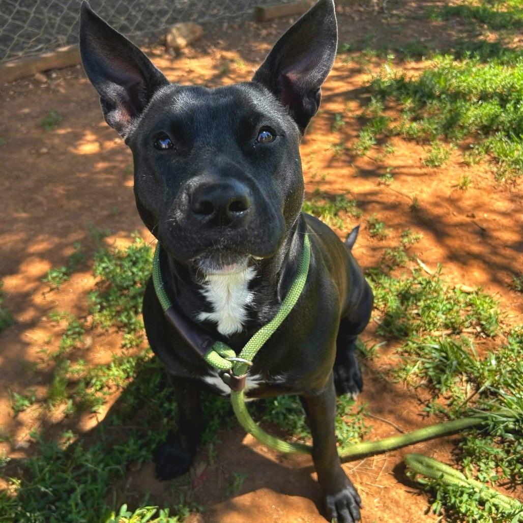 Enlarge Uniqua, a Adoptable American Staffordshire Terrier in Greenville, SC image 6/6