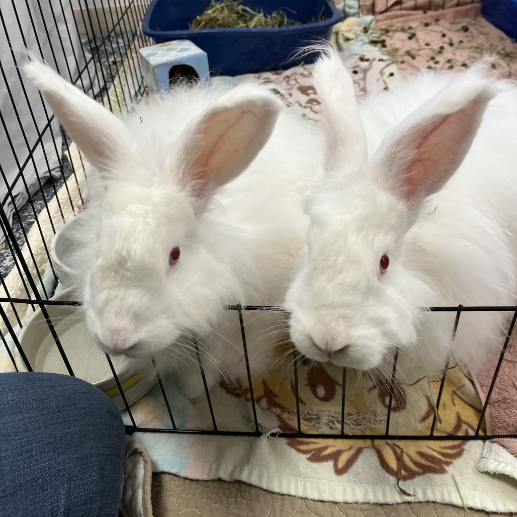 Enlarge Emmy Jo, a Adoptable Angora Rabbit in Bedford, NH image 2/5