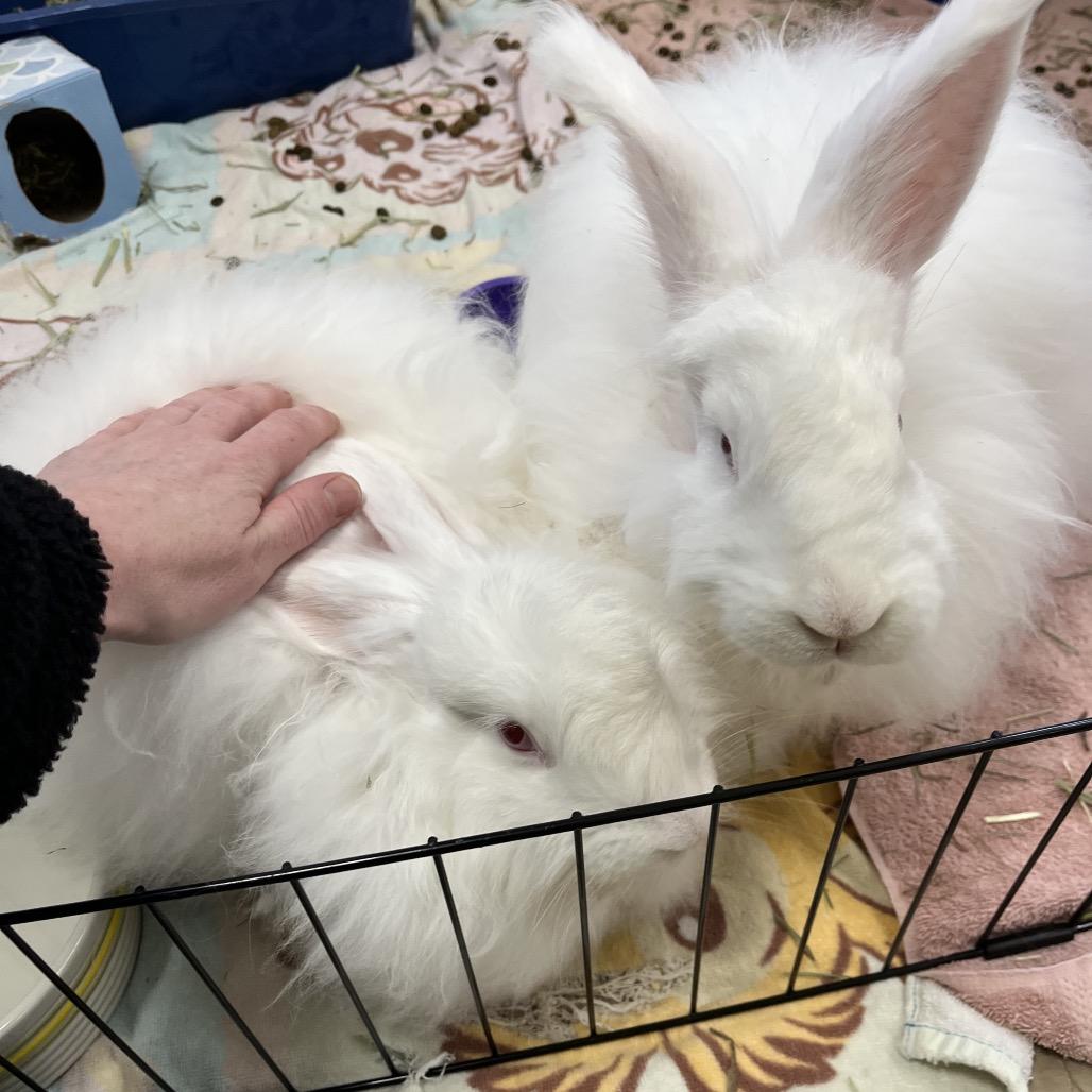 Enlarge Emmy Jo, a Adoptable Angora Rabbit in Bedford, NH image 3/5
