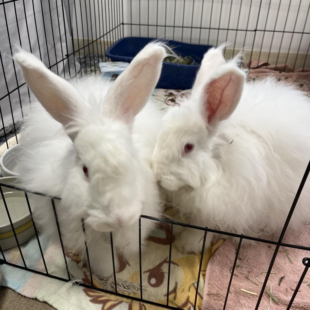 Enlarge Emmy Jo, a Adoptable Angora Rabbit in Bedford, NH image 4/5