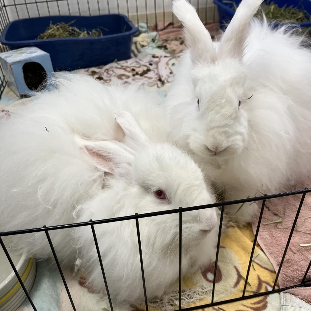 Enlarge Emmy Jo, a Adoptable Angora Rabbit in Bedford, NH image 5/5