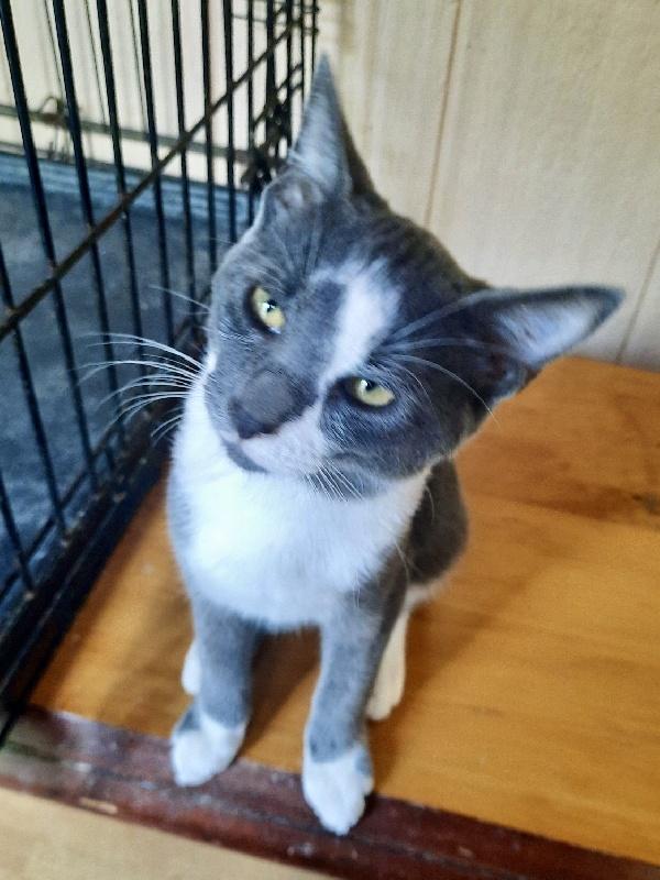 THORNTON, Adoptable, Kitten Male Domestic Short Hair.