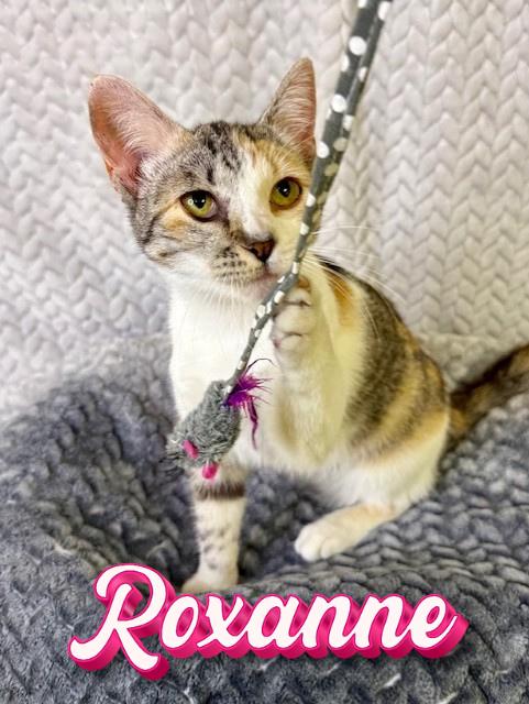 Roxanne, adopted, Kitten Female Calico.