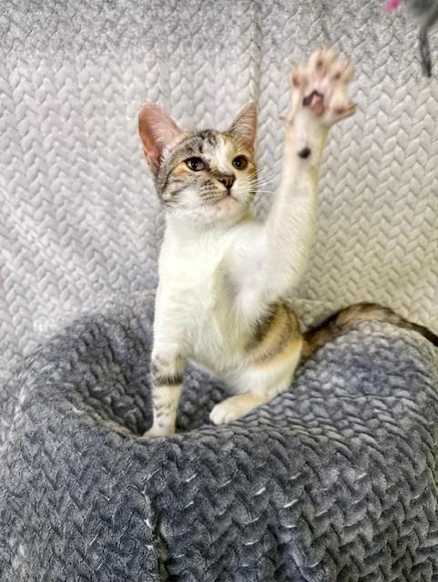 Enlarge Roxanne, an adopted Calico in Comfort, TX image 5/5