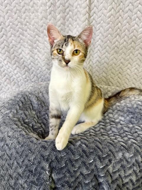 Enlarge Roxanne, an adopted Calico in Comfort, TX image 3/5
