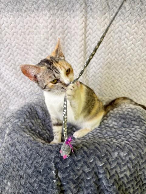 Enlarge Roxanne, an adopted Calico in Comfort, TX image 4/5