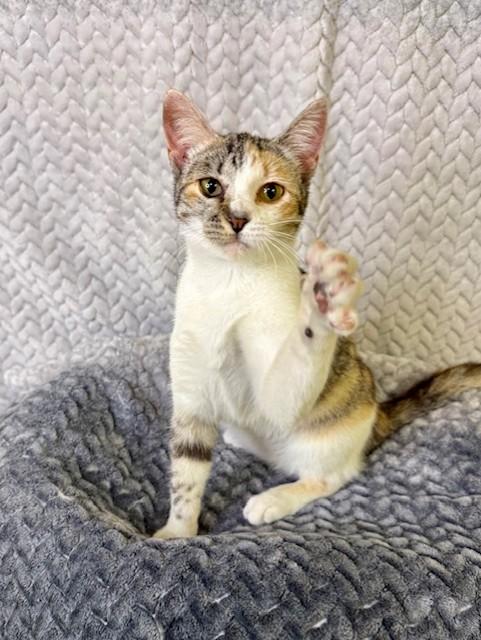 Enlarge Roxanne, an adopted Calico in Comfort, TX image 2/5