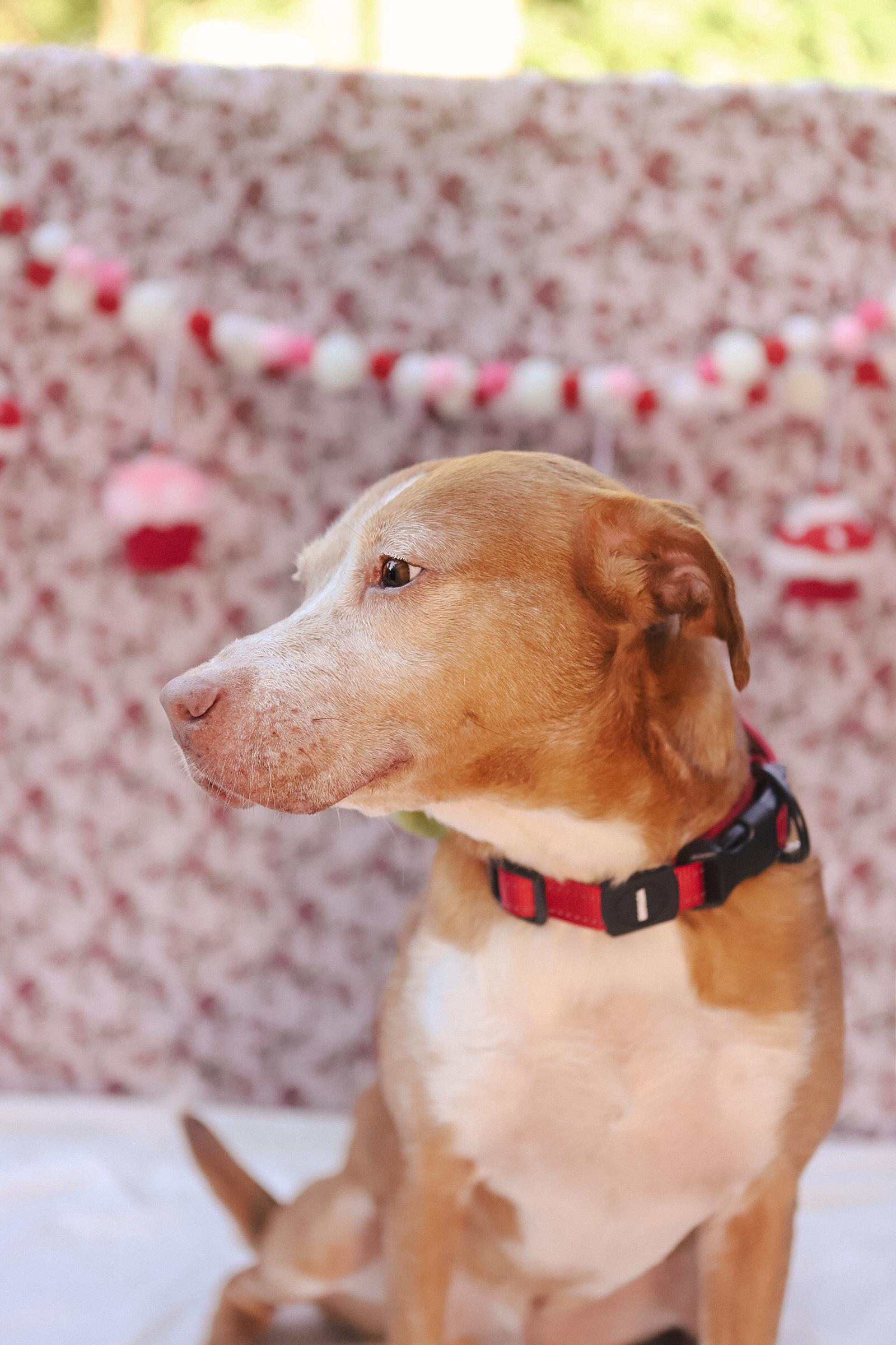 Enlarge Paolo, a Adoptable mixed breed in San Juan, PR image 2/6