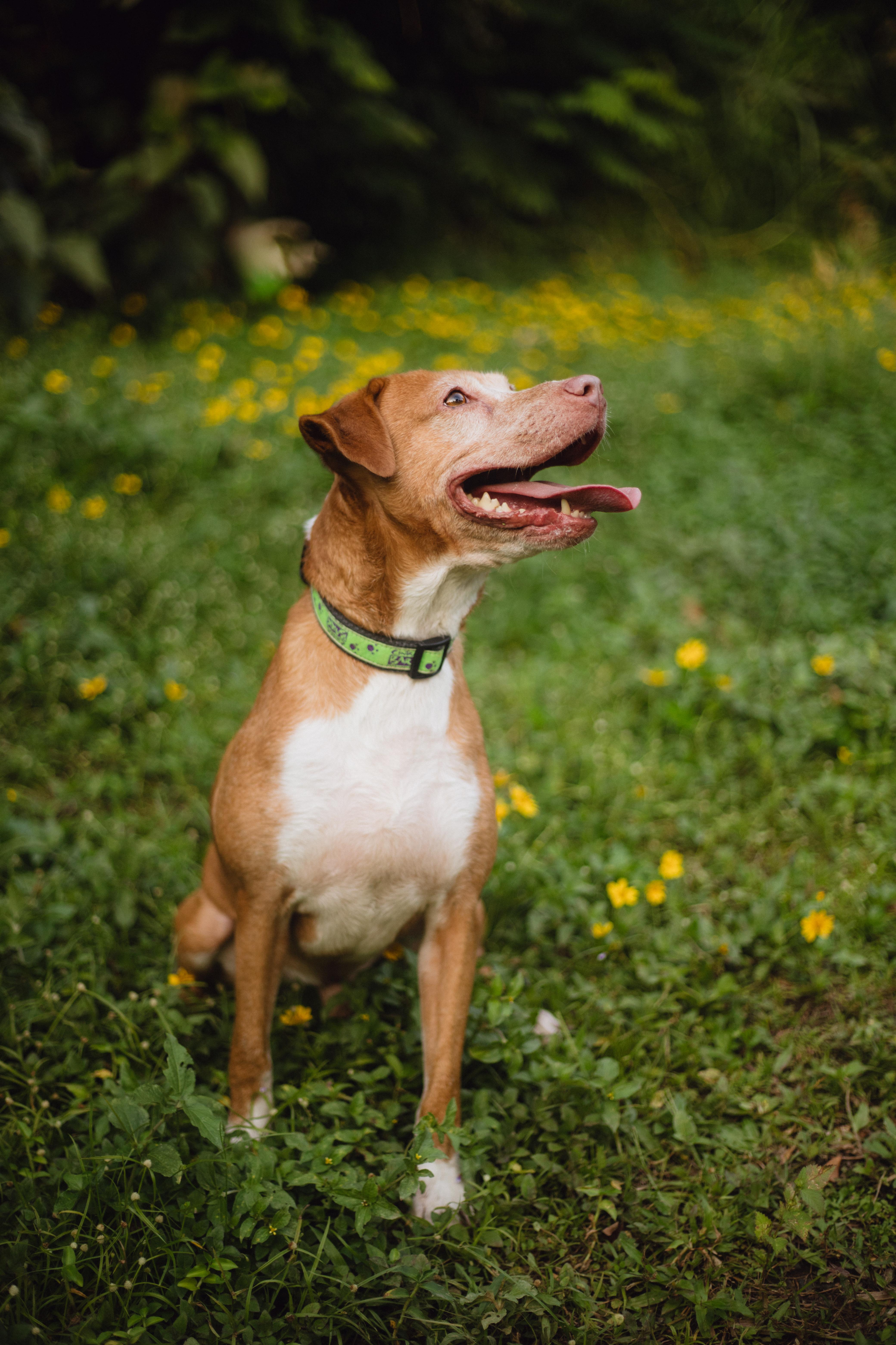 Enlarge Paolo, a Adoptable mixed breed in San Juan, PR image 6/6