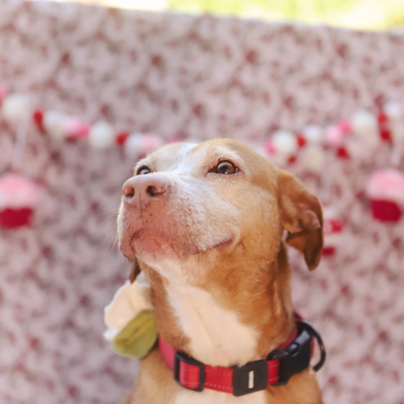Enlarge Paolo, a Adoptable mixed breed in San Juan, PR image 1/6