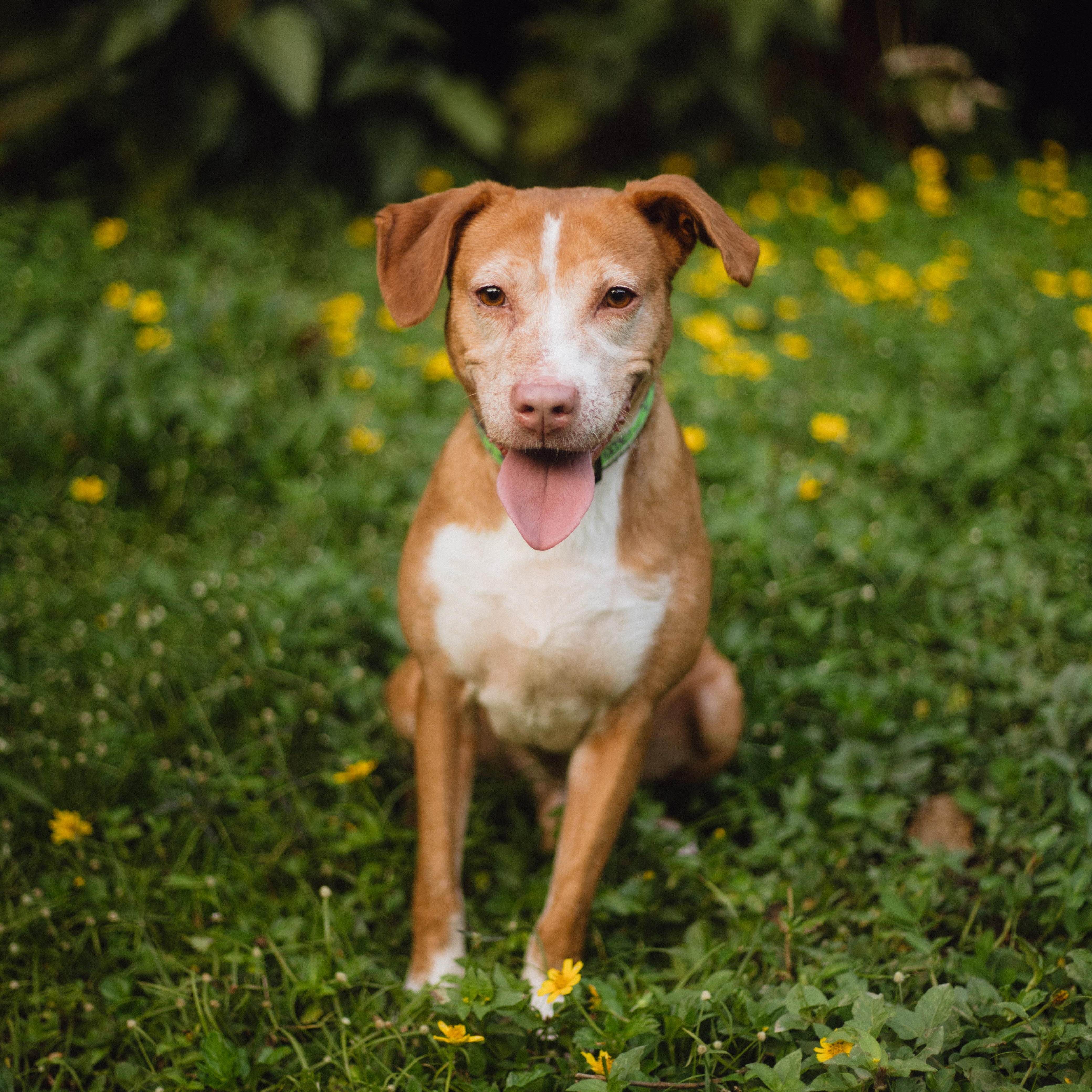 Enlarge Paolo, a Adoptable mixed breed in San Juan, PR image 4/6