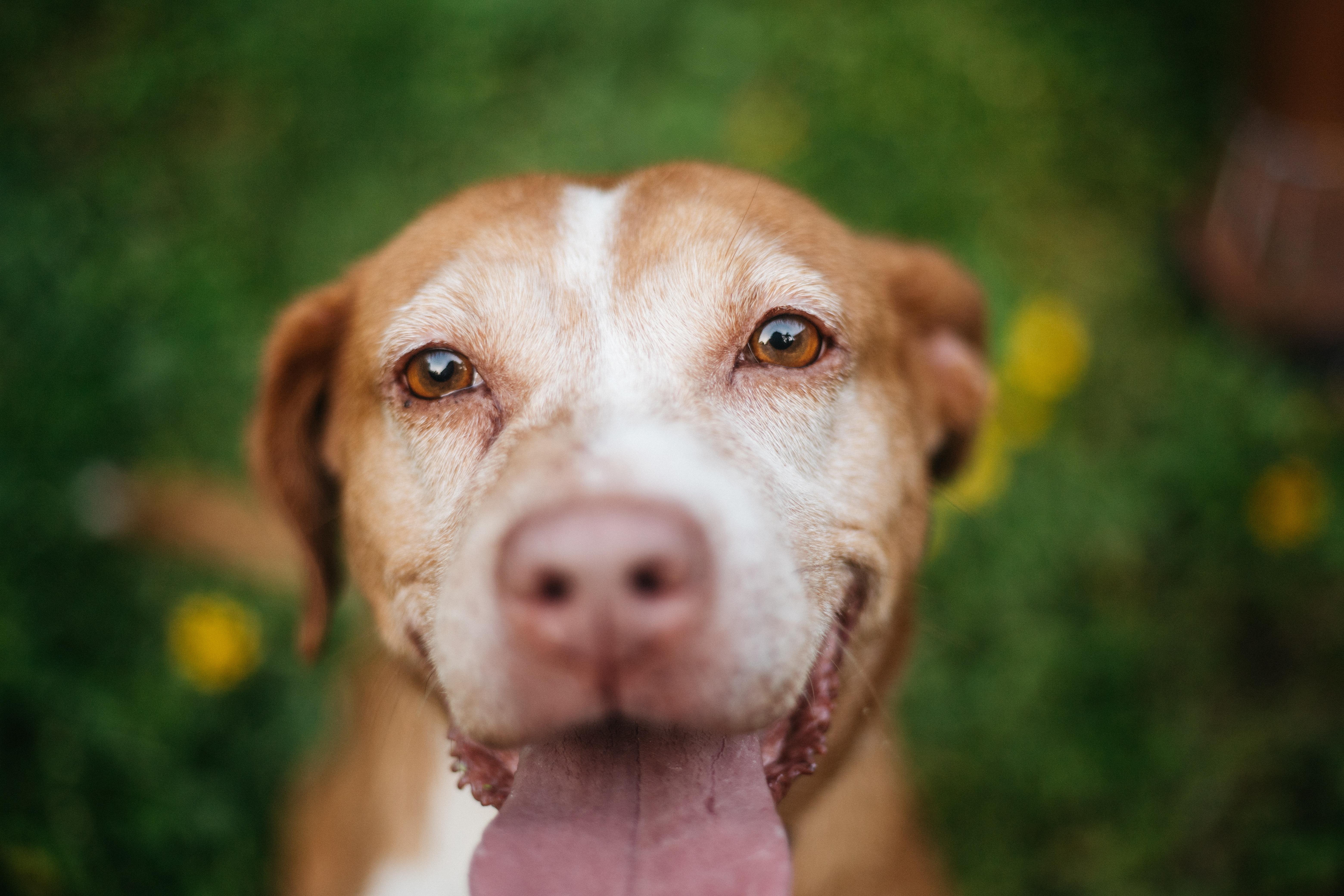 Enlarge Paolo, a Adoptable mixed breed in San Juan, PR image 5/6