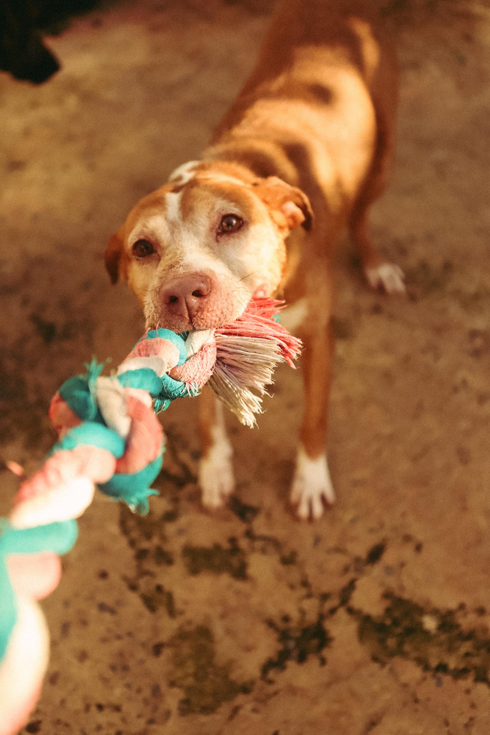 Enlarge Paolo, a Adoptable mixed breed in San Juan, PR image 1/6