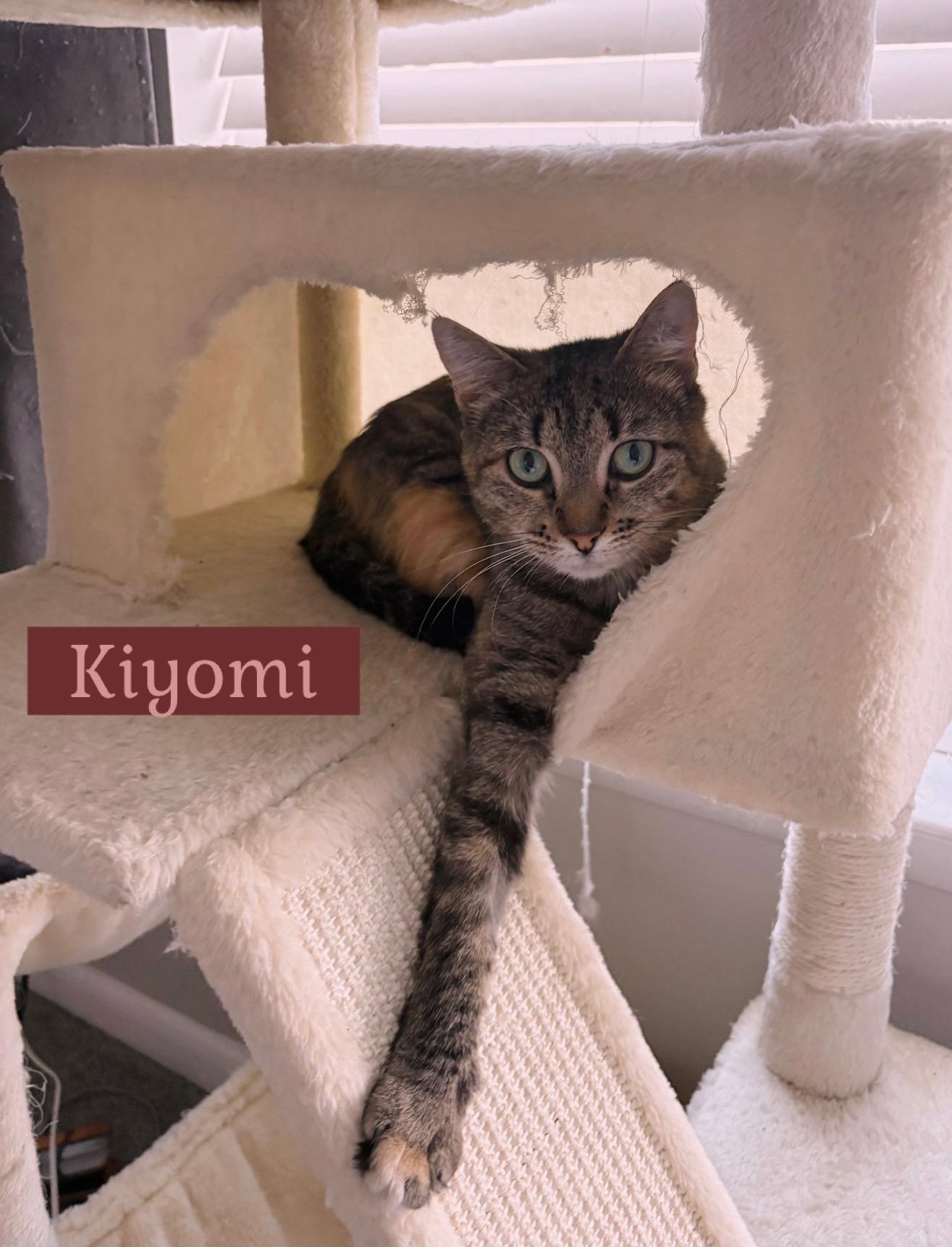 Enlarge Kiyomi, a Adoptable mixed breed in Awendaw, SC image 2/2