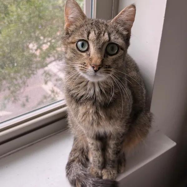 Kiyomi, Adoptable, Adult Female Domestic Short Hair.