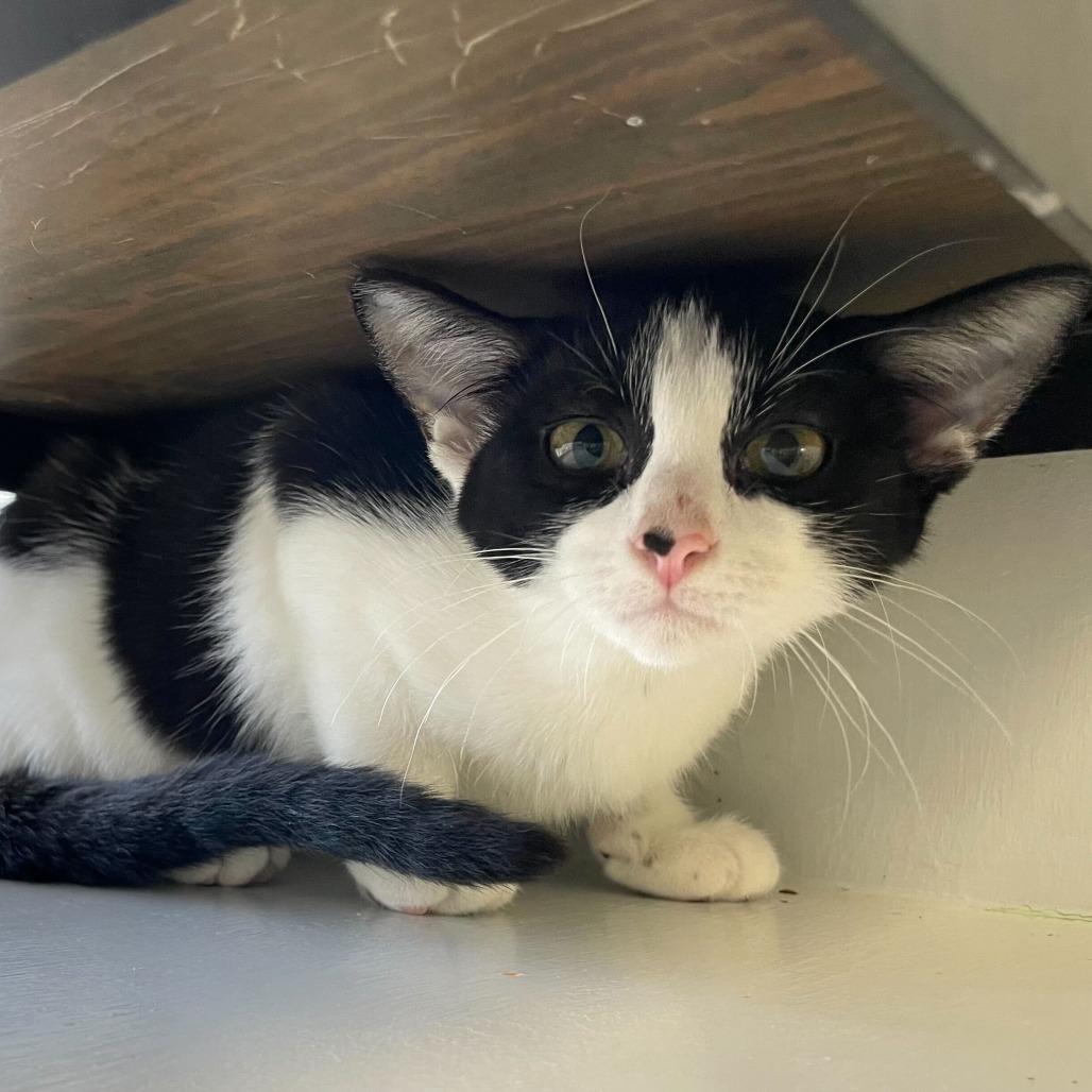 Dog Bark, Adoptable, Kitten Female Domestic Short Hair.