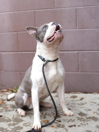 Corbie — thumbnail 2