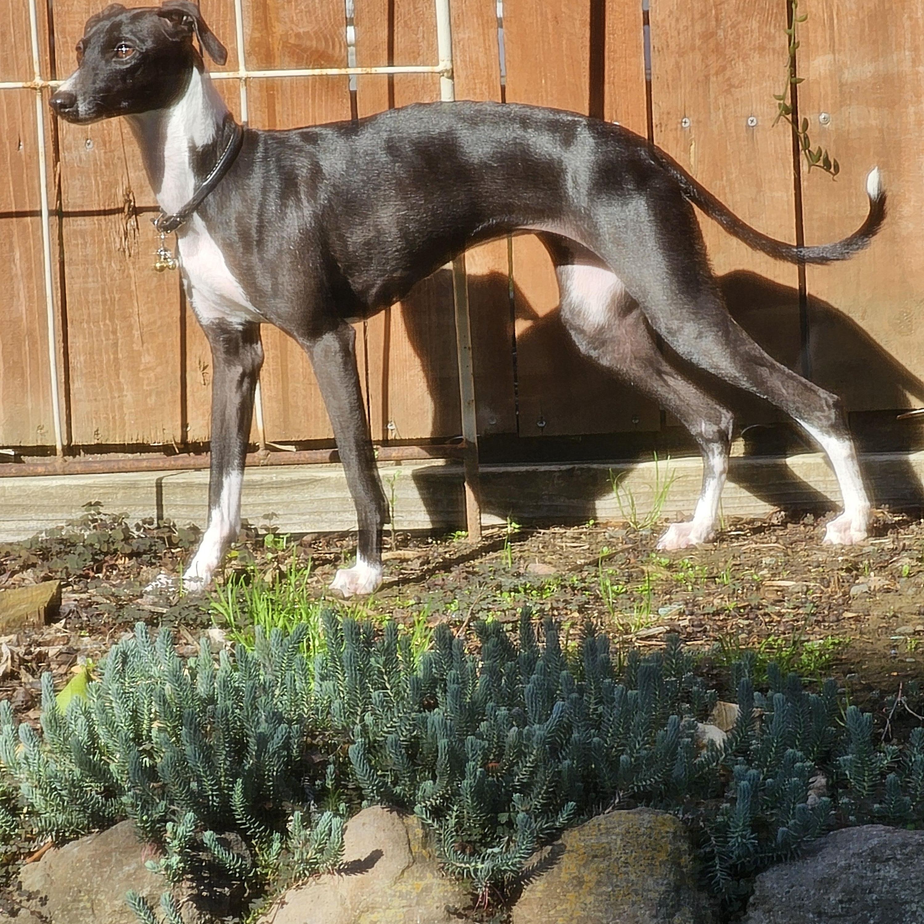 EMMA, Adopted, Young Female Italian Greyhound.