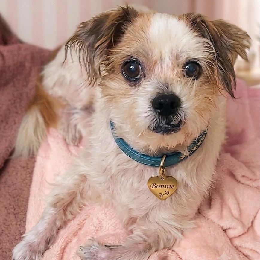 Bonnie, ADOPTABLE, Adult Female Shih Tzu.