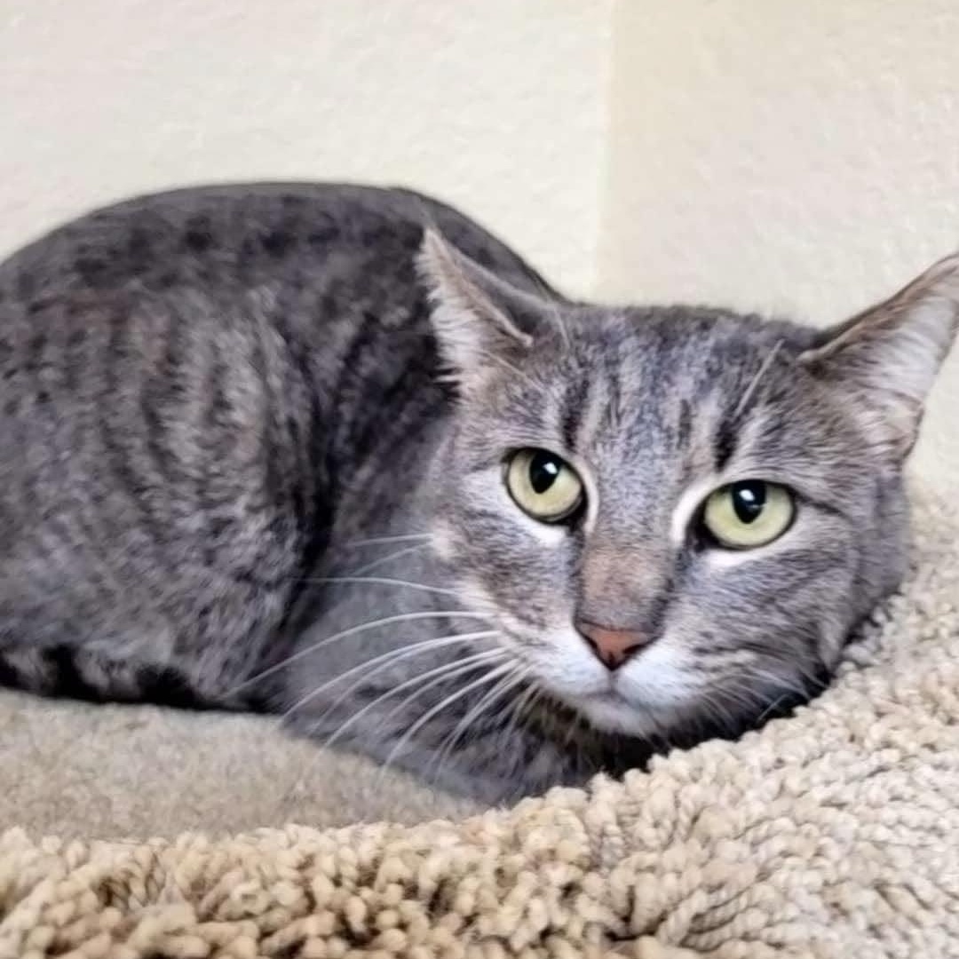 Enlarge Judie, a Adoptable Tabby in Rushville, IL image 3/8