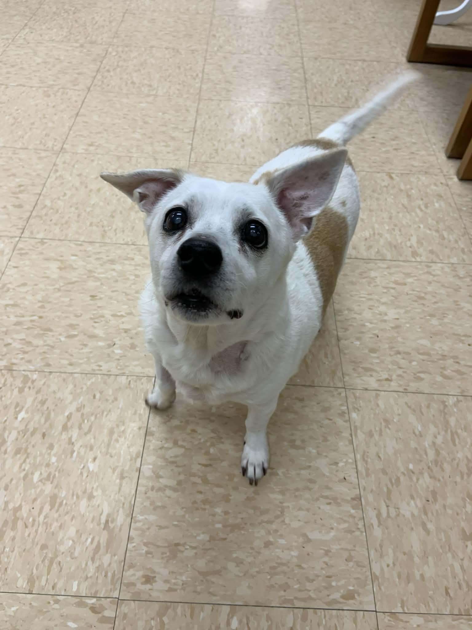 Judie — thumbnail 2