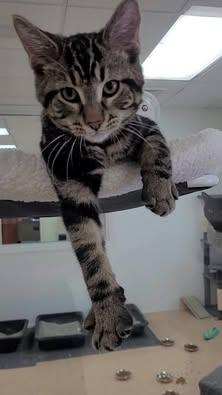 Enlarge Judie, a Adoptable Tabby in Rushville, IL image 8/8