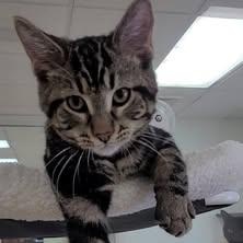 Enlarge Judie, a Adoptable Tabby in Rushville, IL image 1/2