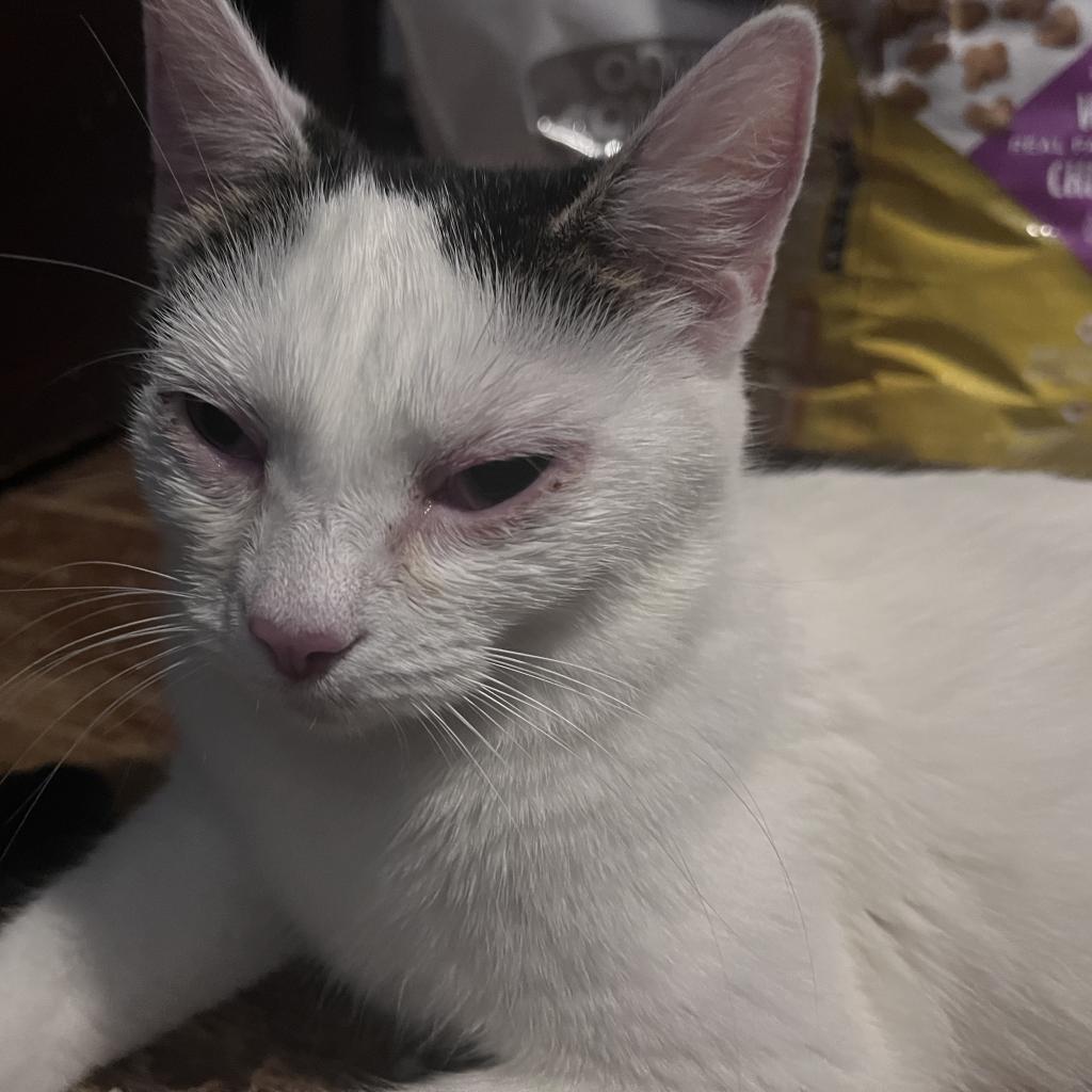 Enlarge Luna, a Adoptable Domestic Short Hair in Irwin, PA image 1/6