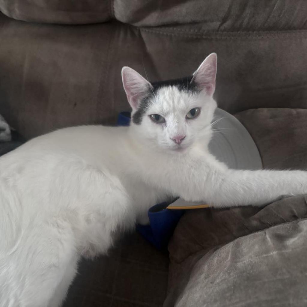 Enlarge Luna, a Adoptable Domestic Short Hair in Irwin, PA image 2/6