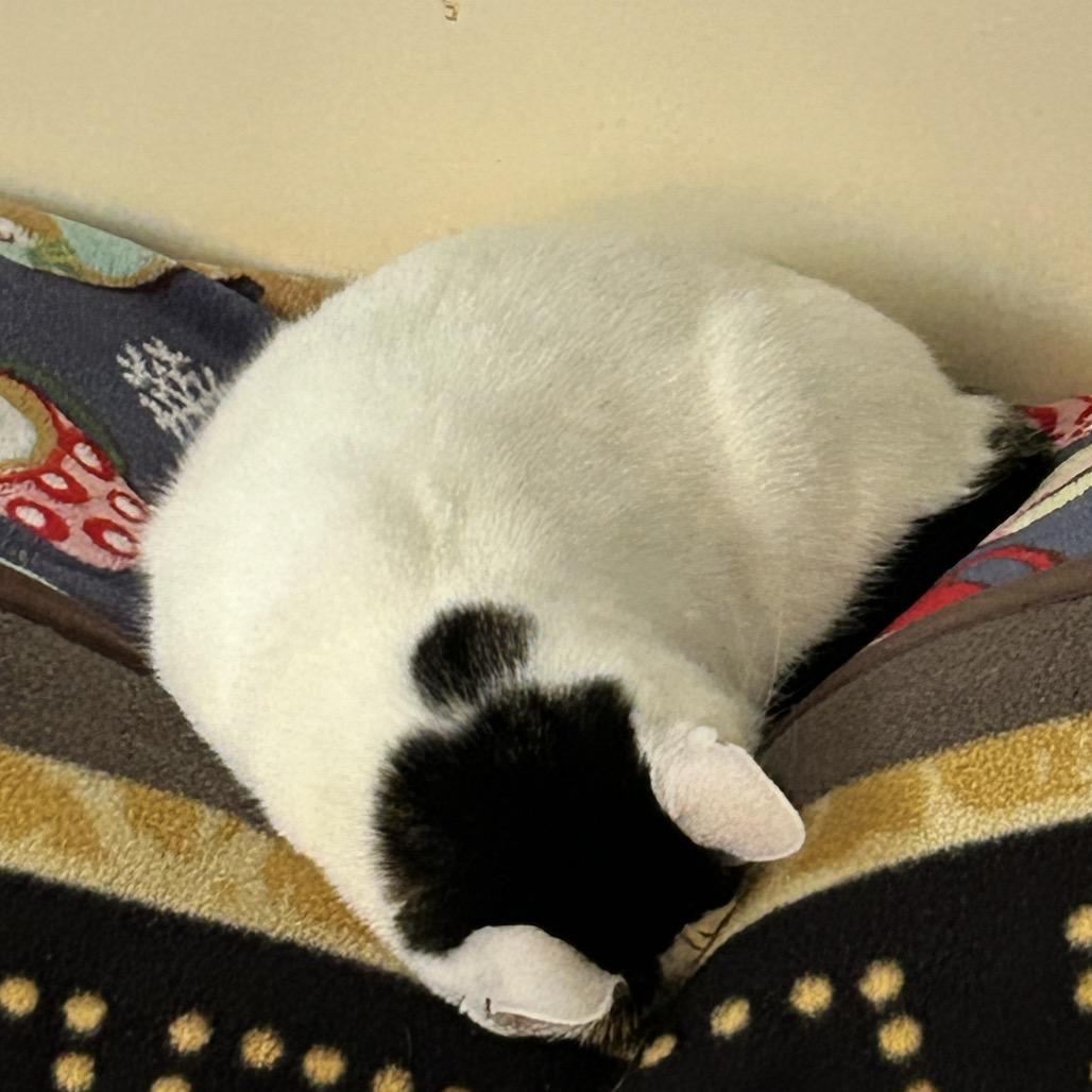 Enlarge Luna, a Adoptable Domestic Short Hair in Irwin, PA image 3/6