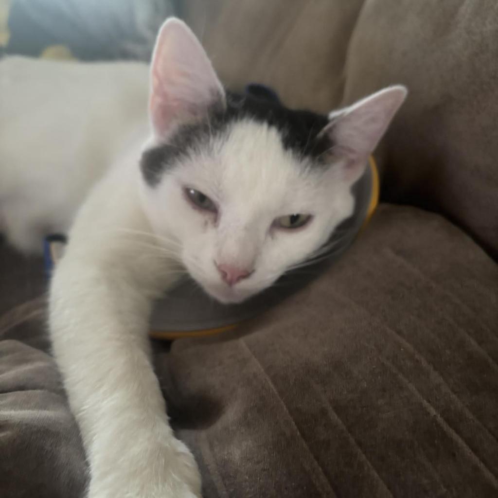 Enlarge Luna, a Adoptable Domestic Short Hair in Irwin, PA image 4/6