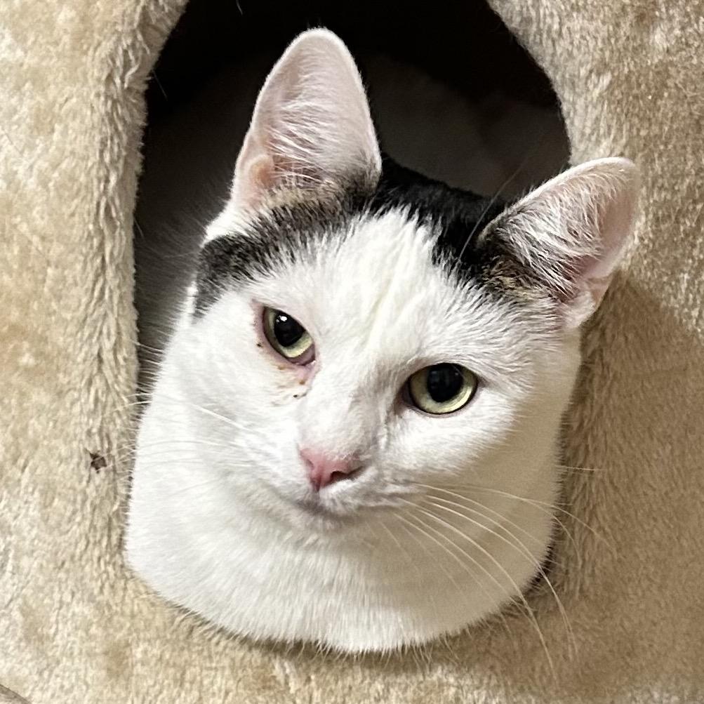 Enlarge Luna, a Adoptable Domestic Short Hair in Irwin, PA image 5/6